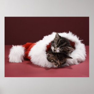 Pôster Gatinhos adormecidos junto no chapéu do Natal