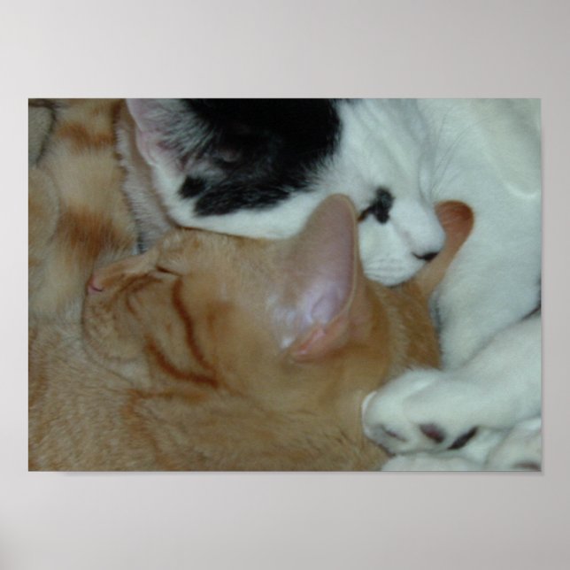 Pôster Gatinhos apaixonados (Frente)