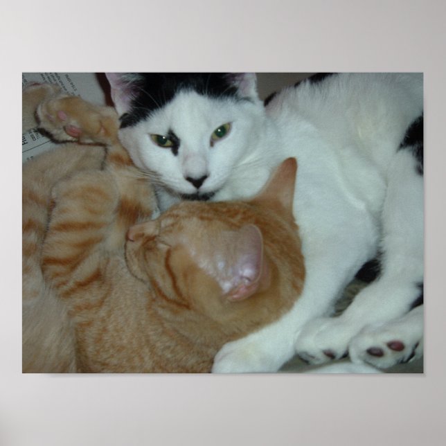 Poster Gatinhos apaixonados (Frente)