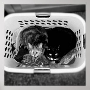 Pôster Gatinhos B da cesta de lavanderia+W