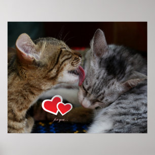 Poster Gatinhos bonitos