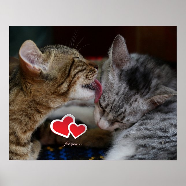 Poster Gatinhos bonitos (Frente)