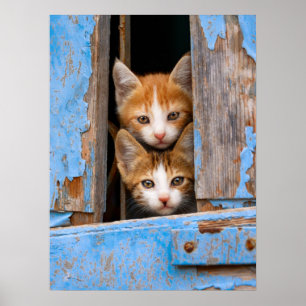 Poster Gatinhos bonitos do gato em uma foto azul da