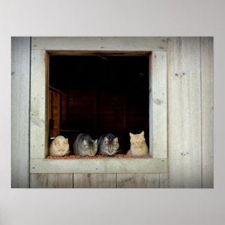 Poster Gatinhos Curiosos Cortando