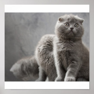 Poster Gatinhos da dobra do Scottish