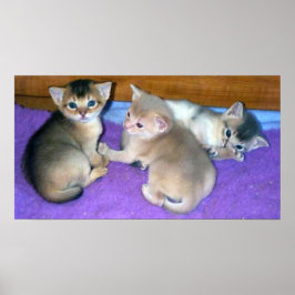 Poster Gatinhos de 3 semanas da raça Abissínio