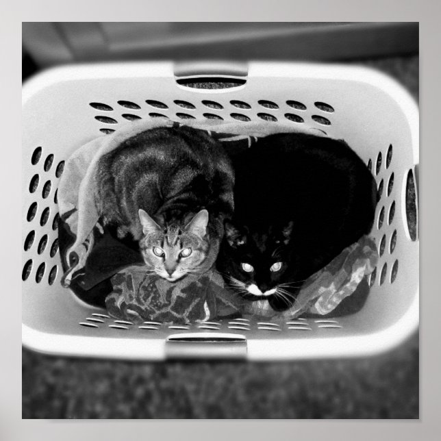 Pôster Gatinhos de soquete B+W (Frente)