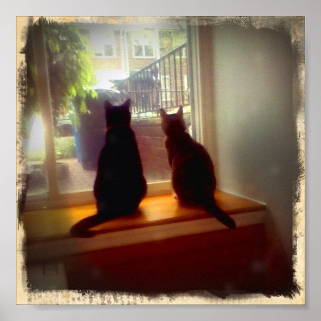 Pôster Gatinhos de Vista da Janela (Frente)