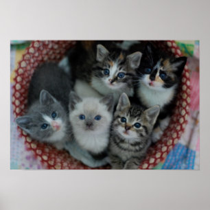 Pôster Gatinhos em uma cesta