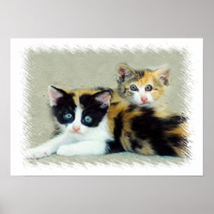 Pôster Gatinhos Engraçados
