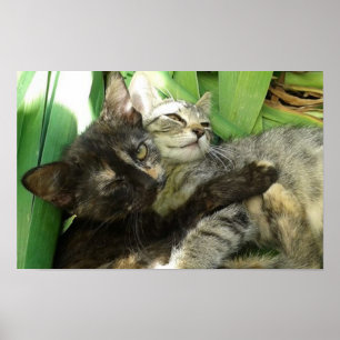 Poster Gatinhos giros