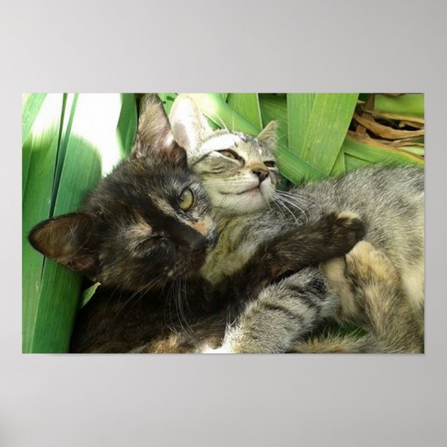 Poster Gatinhos giros (Frente)