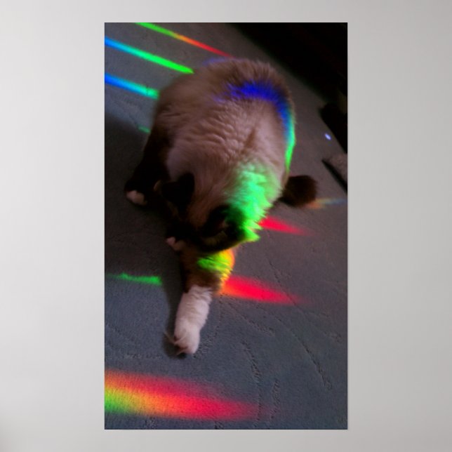 Pôster Gatinhos = Luz e Amor (Frente)