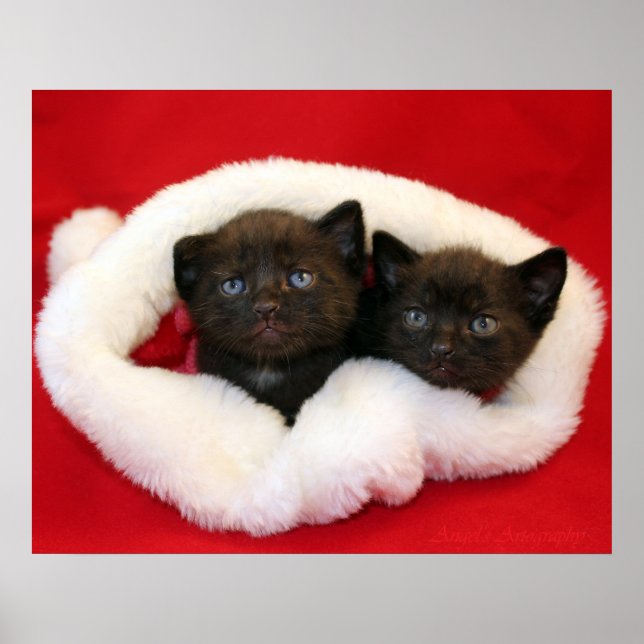 Poster Gatinhos negros de chapéu Papai noel (Frente)
