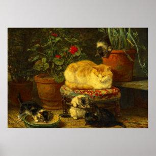 Poster Gatinhos no Play