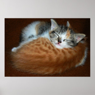 Pôster Gatinhos sonolentos