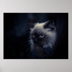 Poster Gato