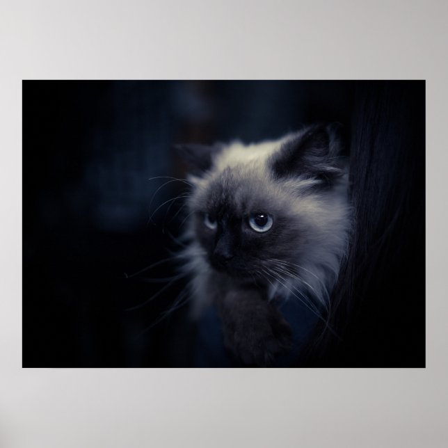 Poster Gato (Frente)