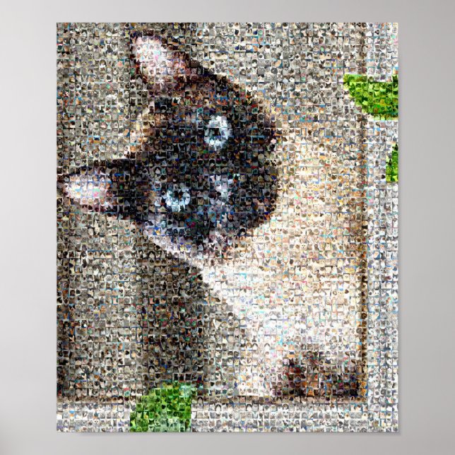 Pôster Gato (Frente)