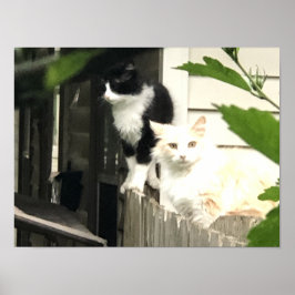 Poster Gato
