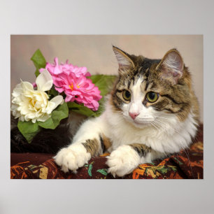 Poster gato