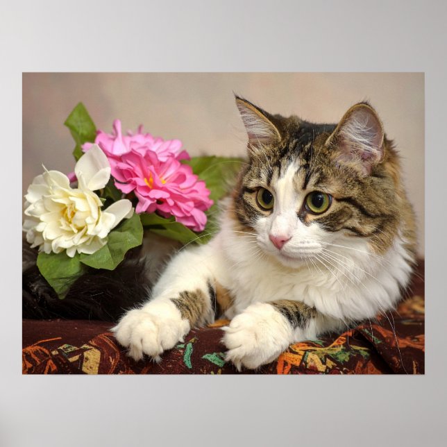 Poster gato (Frente)