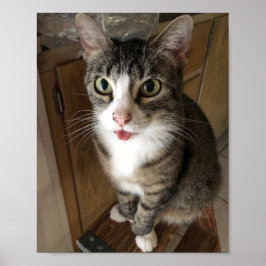 Poster Gato