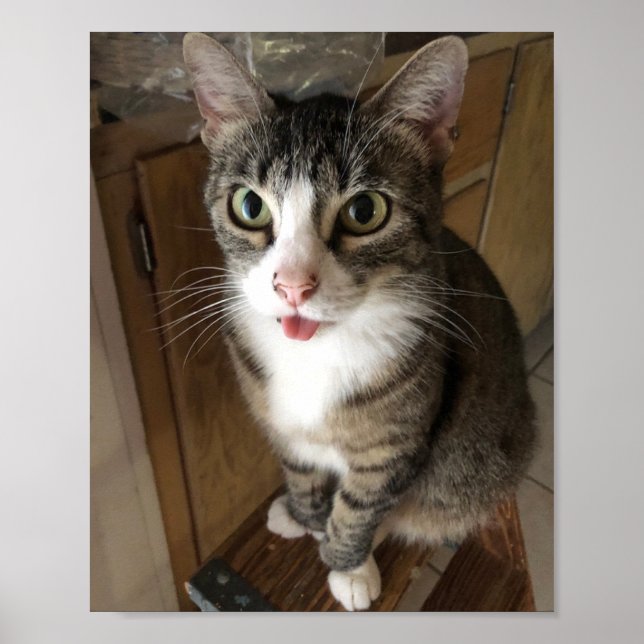 Poster Gato (Frente)