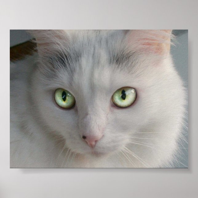 Poster Gato (Frente)