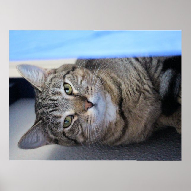 Poster Gato (Frente)