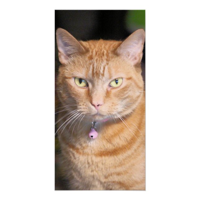 Pôster Gato (Frente)