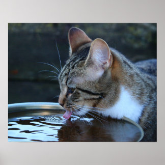Pôster Gato