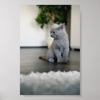 Poster gato