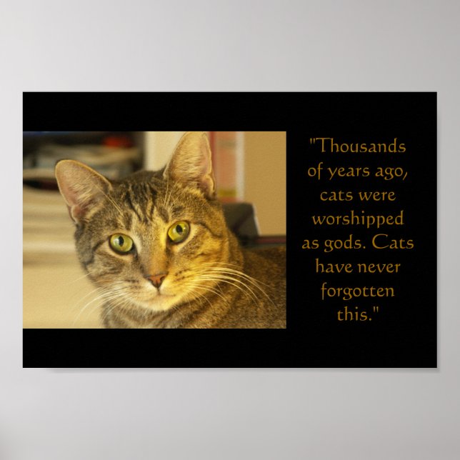 Poster Gato (Frente)