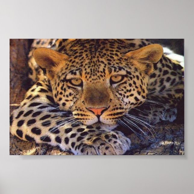 Poster gato (Frente)