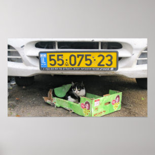 Pôster Gato 1 da caixa
