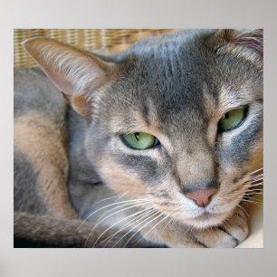Pôster Gato Abissínio Olhos Azuis Grandes Verdes