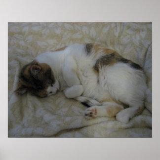 Poster Gato Adormecido