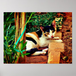 Poster Gato Agradável