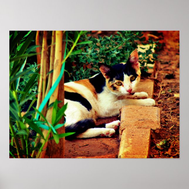 Poster Gato Agradável (Frente)