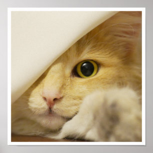 Pôster Gato Amarelo-Gato-Gato-Gato