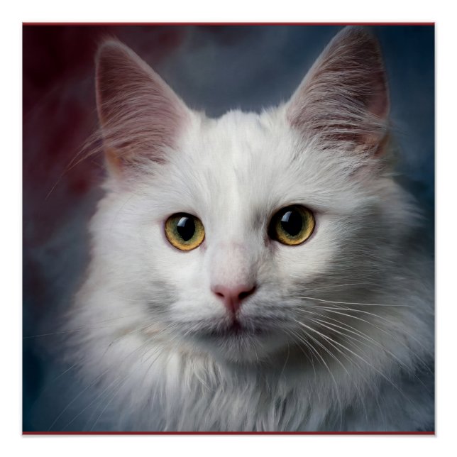 Pôster Gato Angorá Turco Branco Azul Vermelho (Frente)