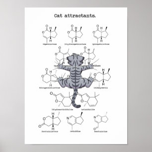 Poster Gato attractant