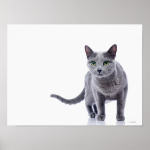 Poster Gato azul do russo