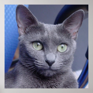 Pôster Gato Azul Russo