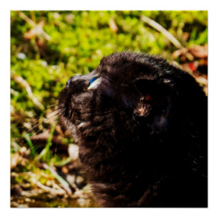 Pôster Gato Bastante Munchkin Olhando