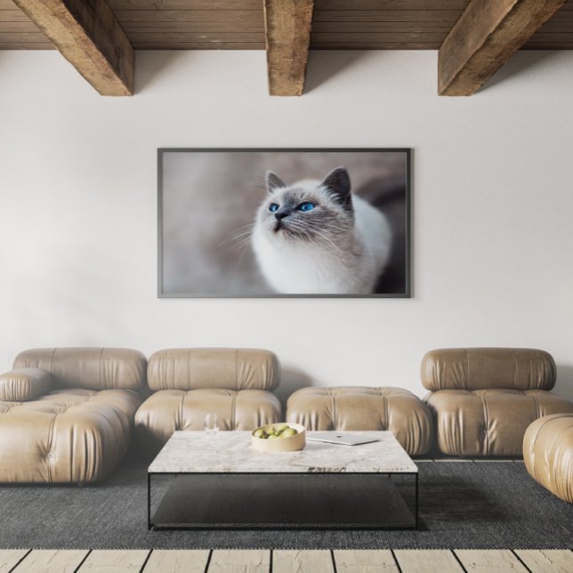 Poster Gato birmanês com olhos azuis impressionantes (Criador carregado)