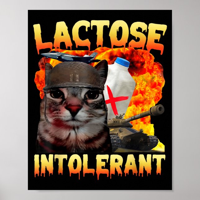 Poster Gato Bobo Memorando de Intolerância à Lactose Dizi (Frente)