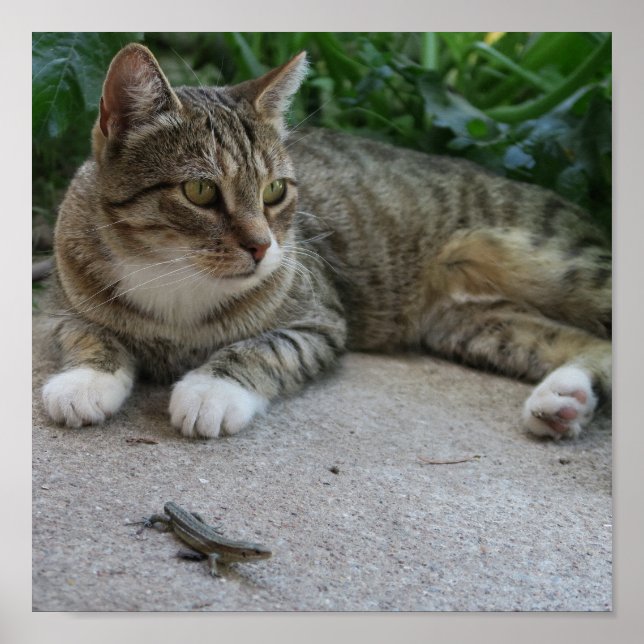 Poster gato, bonitinho, cinza, peluda, doméstica, felina, (Frente)