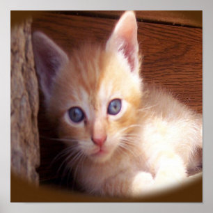 Poster Gato bonito